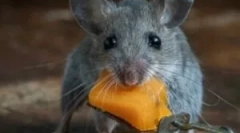 Najlepsze środki zaradcze ze szczurów i myszy