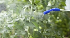 Najlepsze narzędzia z tlima na roślinach