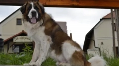 Najlepsze watchdogs dla prywatnego domu