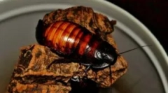 Madagaskar karoraj i jego treść