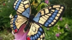 Mahaon: opis i styl życia