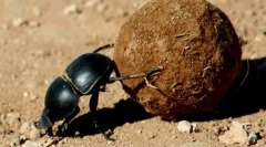 Główne chrząszcze, brąz i powstańcy