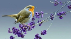 Malinovka (zdjęcie): jasnoczerwone miejsce w lesie gamma