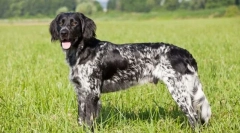 Mały münsterlender