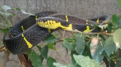 Mangrove snake