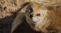 Mangusta (zdjęcie): nieustraszony łowca węża