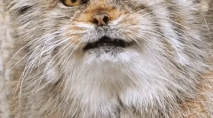 Manul: ciekawe fakty dotyczące ojczystego kota