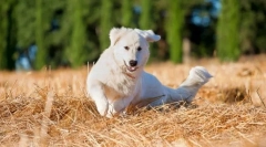 Maremmo-abruzza shepherdka (zdjęcia): przykład wykonania czystej siły i oddania