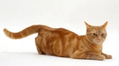 Martov cats: final polowanie