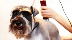 Maszyna do fryzury dla psów: przydatne narzędzie do szlifowania w domu