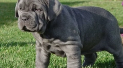 Mastiff: old-timers psy (9 zdjęć)