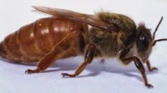 Materia na pszczół: znaczenie i styl życia