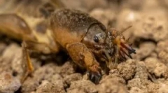 Medvedka: opis i styl życia