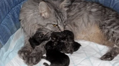 Maine-kun: cechy rasy