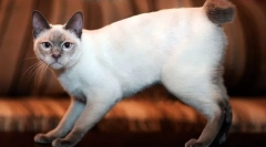 Mekong bobtail (zdjęcie): egzotyczny tajski kot z krótkim ogonem