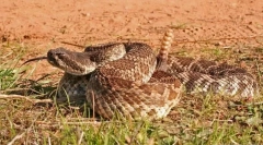 Meksykański ramucker