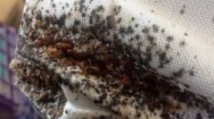 Środki zapobiegawcze od pluszowań w mieszkaniu