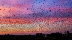 Nietoperze migracyjne w zdjęciach will barrard lucas (16 zdjęć)