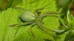 Mikromianów zielonawy