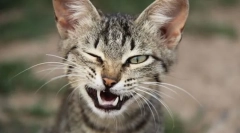 Gesty naśladowców i kotów