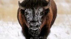 Świat zwierząt na zdjęciach (15 zdjęć)