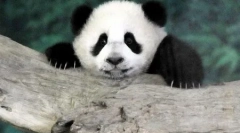 Świat zwierząt na zdjęciach (15 sztuk)