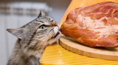 Mięso dla kota