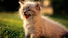 Meow w 10 językach: jak mówić koty w różnych krajach