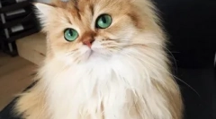 Mewowne gwiazdy instagram