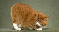 Msks: pełnoprawny kot bez ogona