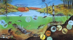 Różnorodność organizmów. Podstawy systematyki