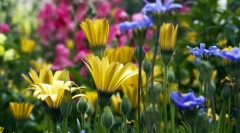 Różnorodność roślin. Klasyfikacja