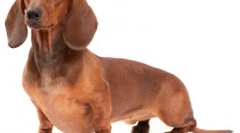 Moda rasy psów w 2019 r.: moda wymaga ofiar