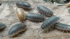 Muzyka: opis, wygląd i styl życia