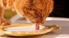 Produkty mleczne i jaja kotów