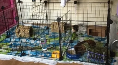 Opieka i treści świnki morskiej