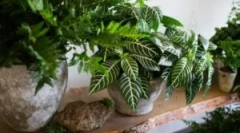 Mosa w kolorach pokoju: dlaczego zacznij i jak radzić sobie