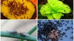 Moshki na warzywach na terenach kraju