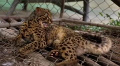 Marmurowy kot: piękno z azji południowo-wschodniej z brązowymi oczami