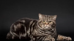 Marmurowy kolor z brytyjskich kotów: historia wyglądu i osobliwości opieki