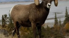 Mufony w naturalnych warunkach i ich treści w wolierze