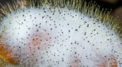 Morko: opis, funkcje i reprodukcja