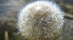 Mukovy grzyby i penicill