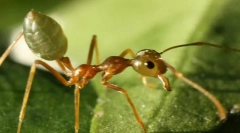 Azjatycki mrówki
