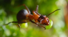 Mrówki czerwony las