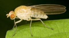 Flush drosophila