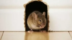 Myszy w domu ramowym i ochrona przed gryzoni