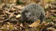 Jakie zwierzęta prawie nie działają truciznom?