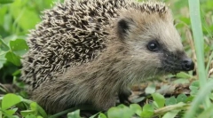 Jakie zwierzę nie działa truciznom?