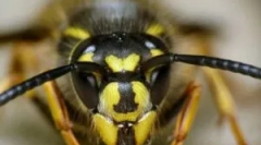 Oczyszczanie i ugryzienie